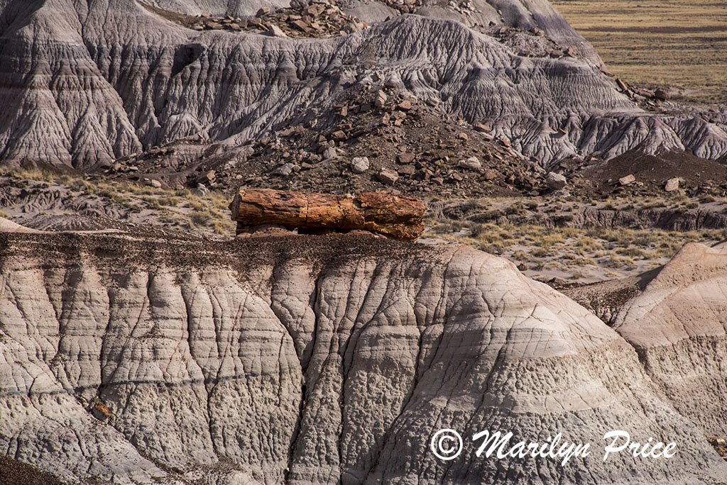 Petrified log on a pedestal, Blue Mesa, Petrified Forest National Park, AZ