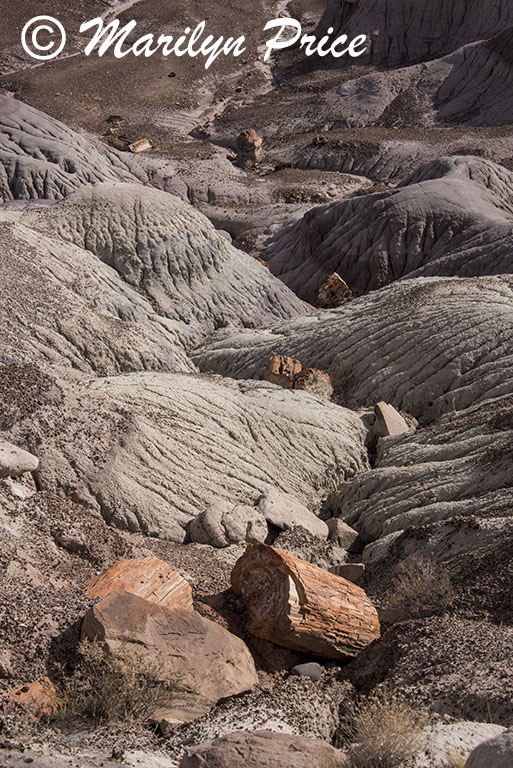 Ravine full of petrified wood segments, Blue Mesa, Petrified Forest National Park, AZ