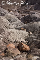 Ravine full of petrified wood segments, Blue Mesa, Petrified Forest National Park, AZ