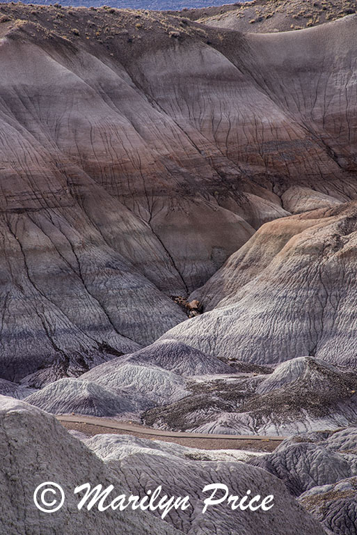 Blue Mesa, Petrified Forest National Park, AZ