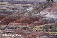 Nizhoni Point, Painted Desert portion of Petrified Forest National Park, AZ