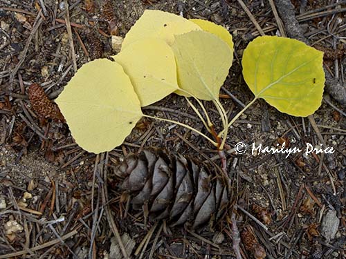 Aspen leaves and pinecone