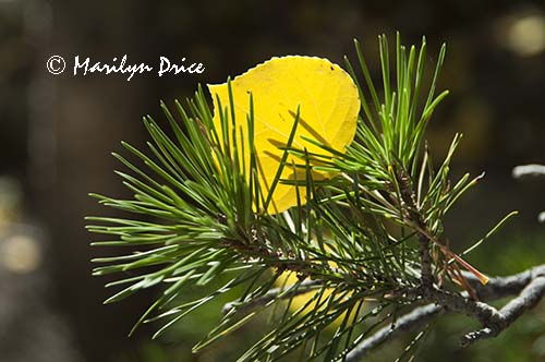 Aspen leaf in the pine needles