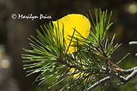 Aspen leaf in the pine needles