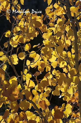 Backlit autumn aspen leaves