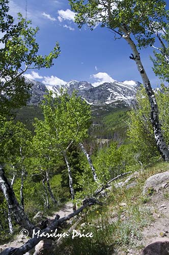 Aspen and mountains, Bierstadt Trail, Rocky Mountain National Park, CO