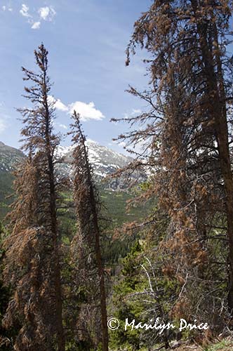 Mountains from Bierstadt Trail, Rocky Mountain National Park, CO
