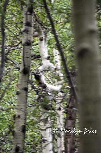 An aspen tree forms an 
