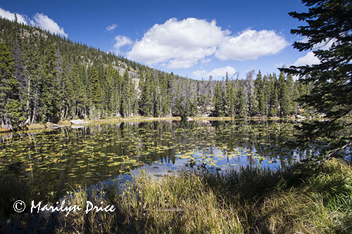 Nymph Lake, Emerald Lake Trail, Rocky Mountain National Park, CO