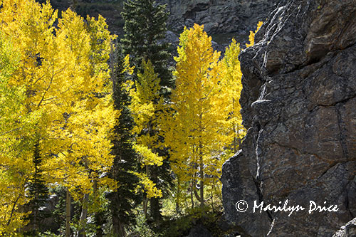 Aspen, Emerald Lake Trail, Rocky Mountain National Park, CO