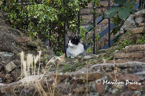 Cat Sanctuary, Area Sacra dell'Argentina, Rome, Italy