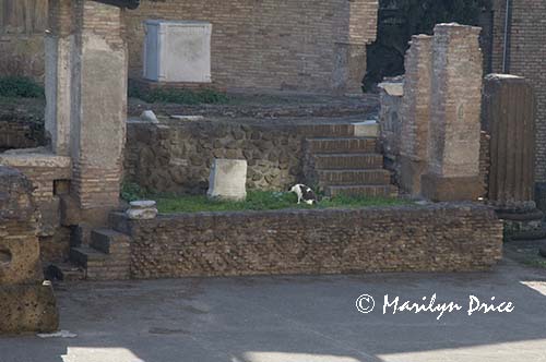 Cat Sanctuary, Area Sacra dell'Argentina, Rome, Italy