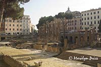 Cat Sanctuary, Area Sacra dell'Argentina, Rome, Italy