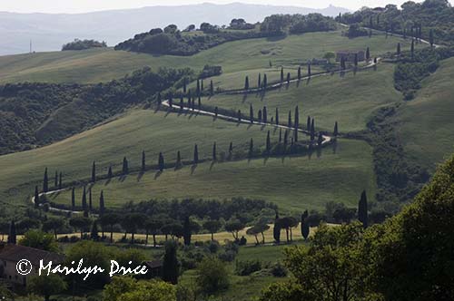 Cypress lined road near La Foce, Tuscany, Italy