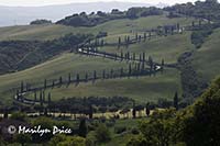 Cypress lined road near La Foce, Tuscany, Italy