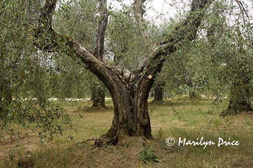 Very old olive tree, Tuscany, Italy