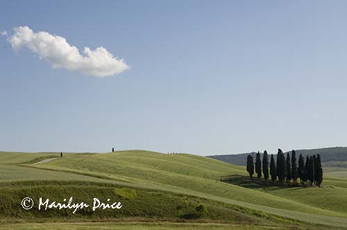 Cypress grove, Tuscany, Italy