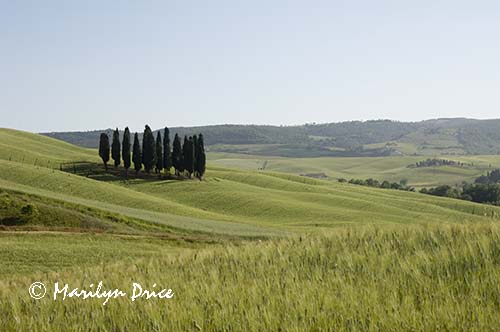 Cypress grove, Tuscany, Italy