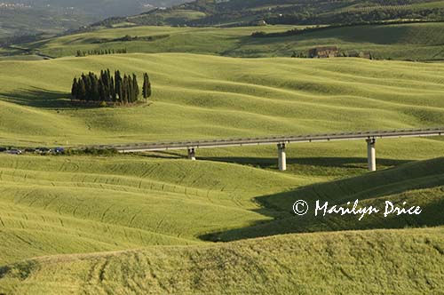 Cypress grove, Tuscany, Italy