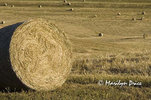 Hay bale and fields, Tuscany, Italy