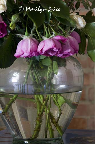 Roses, Tuscany, Italy