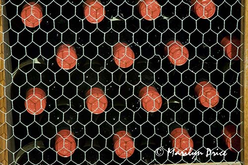 Wine bottles, Tuscany, Italy