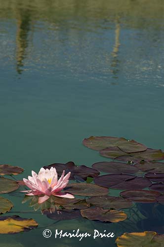 Waterlily, Tuscany, Italy