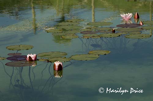 Waterlily, Tuscany, Italy