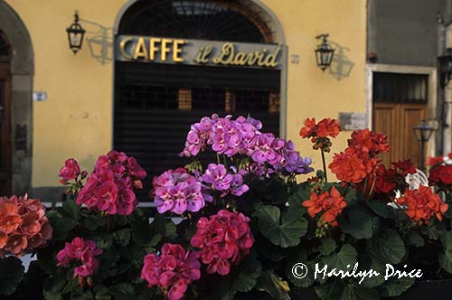 Geraniums in front of a restaurant, Piazza della Signoria, Florence, Italy