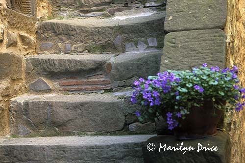 Stairway, Volpaia, Italy, with phlox