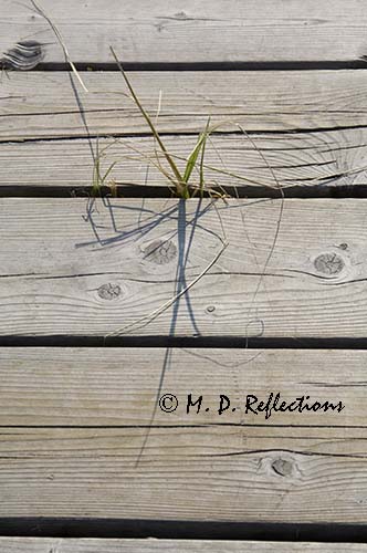 Grass growing through the boardwalk