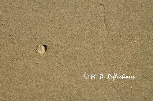 Gelatinous blob on the beach