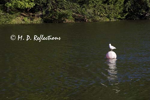 Seagull on a float, Newmarket, NH