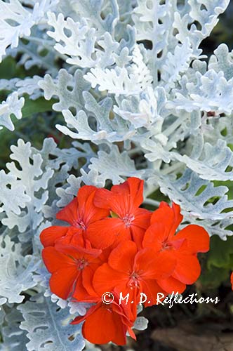 Dusty Miller and Geranium