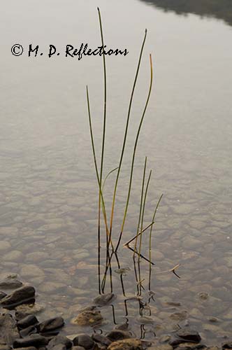 Lakeside grasses