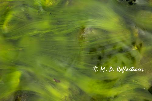Underwater swirls of moss