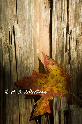 Maple leaf and dead wood