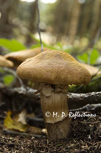 Mushrooms and the forest floor, Acadia National Park, ME