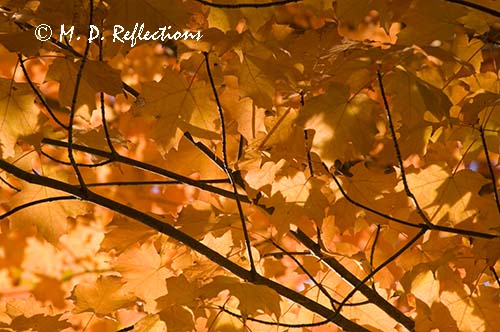 Sugar maple leaves, Acadia National Park, ME