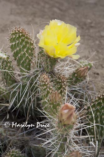 Pricklypear (Opuntia erinacea) blossom