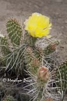 Pricklypear (Opuntia erinacea) blossom