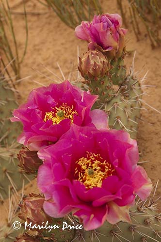 Flower of Common Pricklypear (Opuntia erinacea)