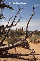Unidentified formation, Arches National Park, UT
