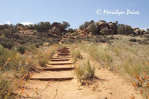 Stairs along the path with common globemallow (Sphaeralcea coccinea), Arches National Park, UT