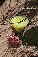 Common pricklypear blossoms (Opuntia erinacea) 