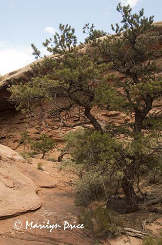 Canyon view near the Slot canyon, Joint Trail, Canyonlands National Park, UT