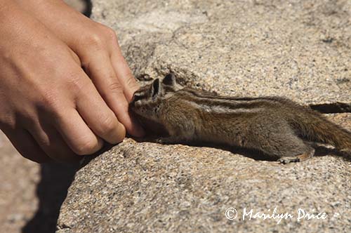 A tourist pretends to feed a Golden-mantled ground squirrel (Spermophilus lateralis)
