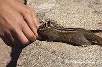 A tourist pretends to feed a Golden-mantled ground squirrel (Spermophilus lateralis)