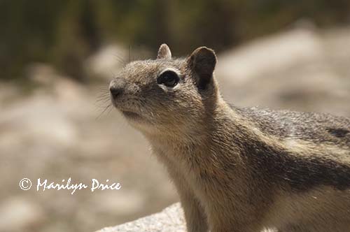 Golden-mantled ground squirrel (Spermophilus lateralis)