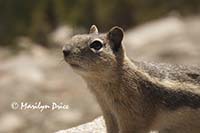 Golden-mantled ground squirrel (Spermophilus lateralis)